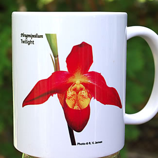 mug DS-059 Phragmipedium Twilight wht 7093.jpg